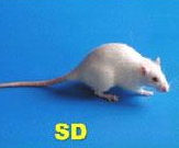 SD大鼠